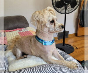 TEDDY - Male Maltese-Unknown Mix Dog for Adoption - Photo #6