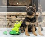 Small Photo #40 German Shepherd Dog Puppy For Sale in LENOIR, NC, USA
