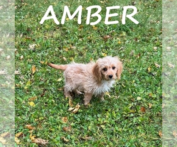 Medium Photo #2 Cavapoo Puppy For Sale in HARTLAND, MN, USA