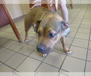 Boxer Dogs for adoption in Ocala, FL, USA