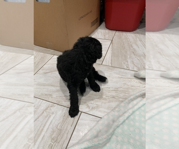 Medium Photo #4 Poodle (Standard) Puppy For Sale in TAMPA, FL, USA