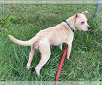 Small Photo #22 Chinese Shar-Pei-Labrador Retriever Mix Puppy For Sale in Rustburg, VA, USA