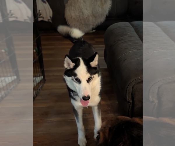 Medium Photo #15 Siberian Husky Puppy For Sale in Holly Springs, NC, USA