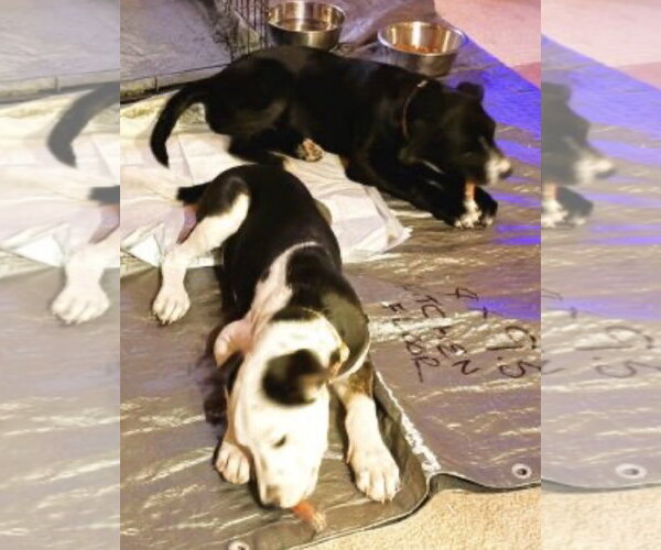 Medium Photo #4 Borador Puppy For Sale in Mt. Laurel, NJ, USA