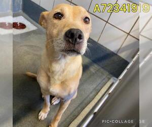 Labrador Retriever-Unknown Mix Dogs for adoption in San Antonio, TX, USA