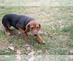 Mutt Dogs for adoption in Belleville, IL, USA