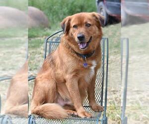Tank (Trinity) - Male Catahoula Leopard Dog-Unknown Mix Dog for Adoption - Photo #2