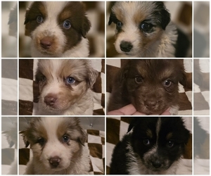 Australian Shepherd Litter for sale in ROY, UT, USA