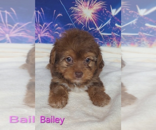 Medium Photo #1 Yorkipoo Puppy For Sale in AZLE, TX, USA
