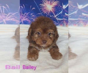 Yorkipoo Puppy for sale in AZLE, TX, USA