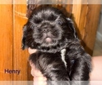 Puppy Henry Shih Apso
