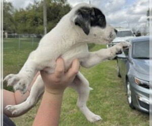 Mutt Dogs for adoption in Houston, TX, USA