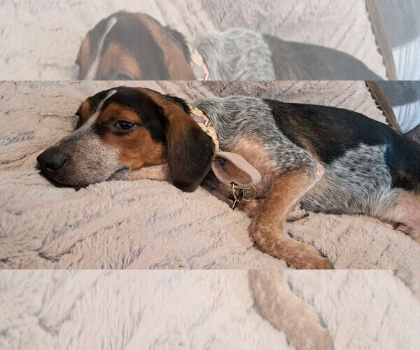 Medium Photo #3 Beagle Puppy For Sale in Las Vegas, NV, USA