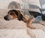 Small #2 Beagle