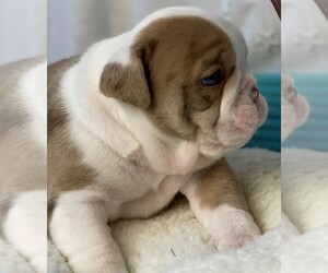 English Bulldog Puppy for sale in PLANO, TX, USA