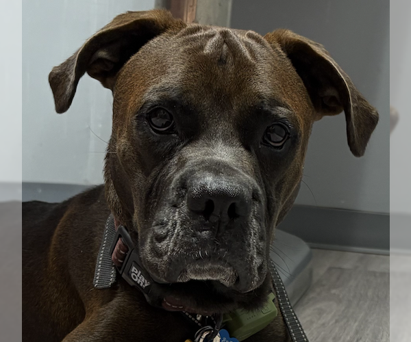 Medium Photo #1 Boxer Puppy For Sale in  Katy, TX, USA