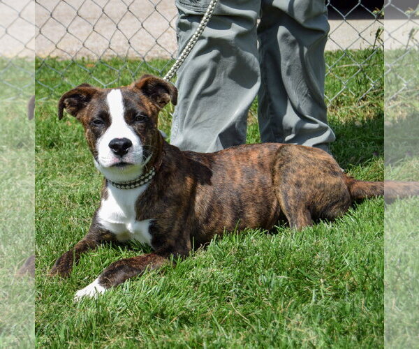 Medium Photo #4 Boxador Puppy For Sale in Huntley, IL, USA