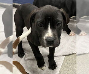 Mutt Dogs for adoption in Sterling, MA, USA