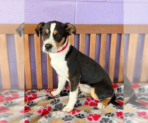 Australian Shepherd-Unknown Mix Dogs for adoption in Genesee, WI, USA