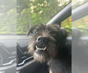 Affenpinscher-Unknown Mix Dogs for adoption in Brewster, NY, USA