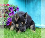 Small Photo #2 German Shepherd Dog Puppy For Sale in PEACH BOTTOM, PA, USA