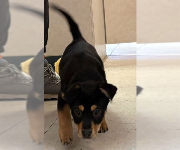 Medium Photo #1 Treeing Walker Coonhound-Unknown Mix Puppy For Sale in Brewster, MA, USA