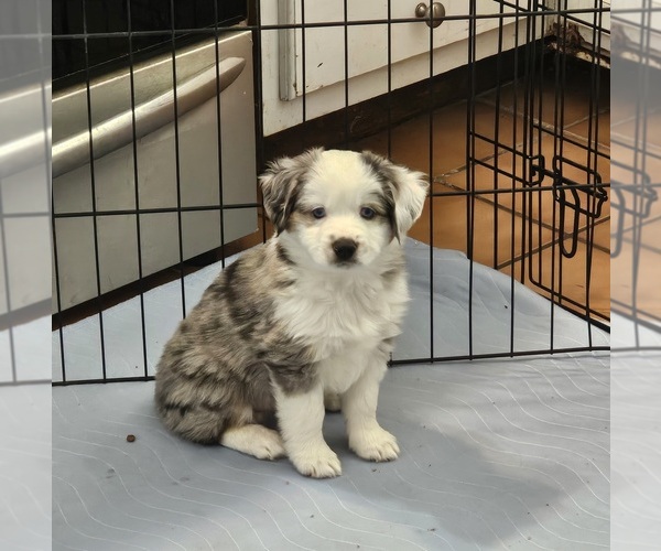 Medium Photo #1 Miniature Australian Shepherd Puppy For Sale in SALEM, OR, USA