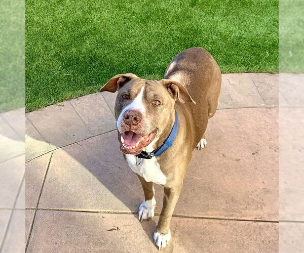 Medium Photo #7 American Staffordshire Terrier Puppy For Sale in San Juan Capistrano, CA, USA