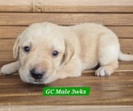 Small #14 Labrador Retriever