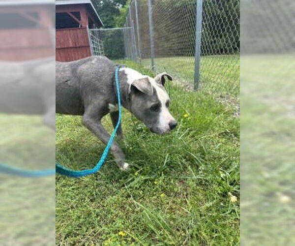 Medium Photo #7 American Pit Bull Terrier Puppy For Sale in Glen Allen, VA, USA