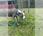 Small #6 American Pit Bull Terrier