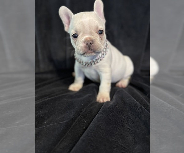 Medium Photo #4 French Bulldog Puppy For Sale in BRIDGEVILLE, DE, USA