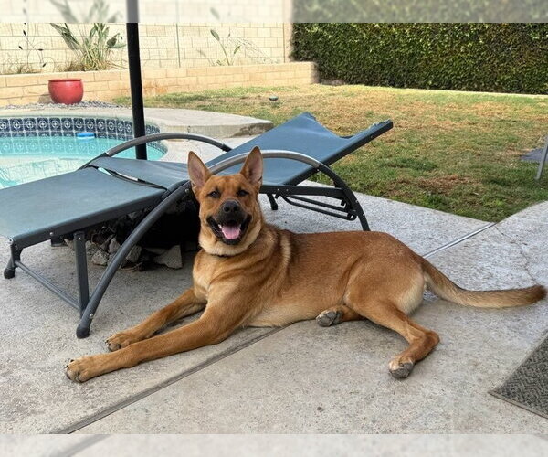 Medium Photo #5 Mutt Puppy For Sale in Lake Forest, CA, USA