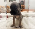 Puppy Puppy 6 Irish Wolfhound