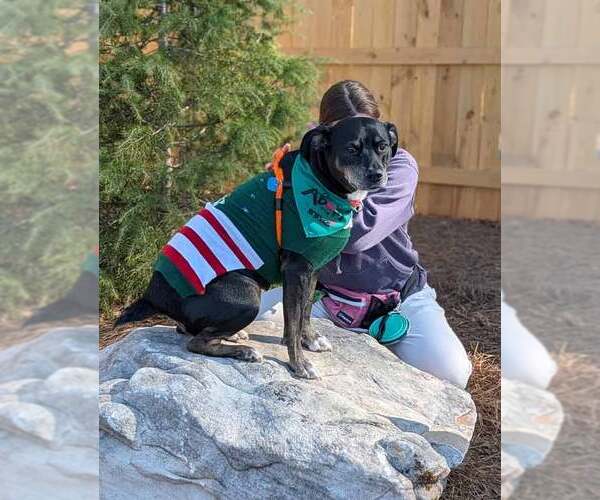 Medium Photo #10 Labrador Retriever-Unknown Mix Puppy For Sale in Kennesaw, GA, USA