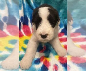 Old English Sheepdog Puppy for sale in WAKE FOREST, NC, USA