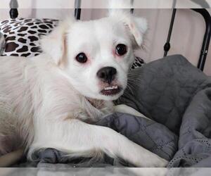 Chihuahua-Unknown Mix Dogs for adoption in San Antonio, TX, USA