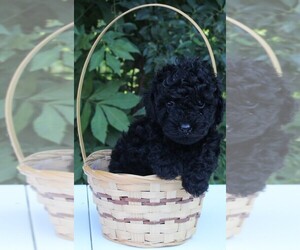 Poodle (Miniature) Puppy for sale in FREDERICKSBURG, OH, USA