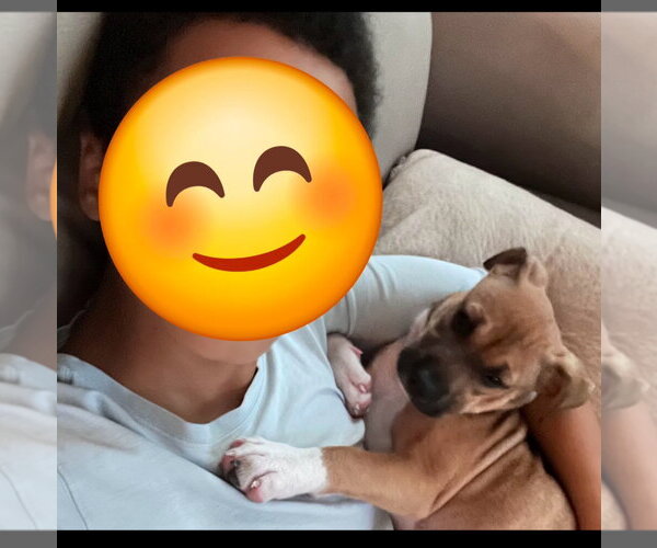 Medium Photo #5 American Pit Bull Terrier-Black Mouth Cur Mix Puppy For Sale in Holly Springs, NC, USA