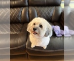 Small Photo #1 Coton de Tulear Puppy For Sale in FORT LEE, VA, USA
