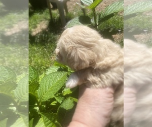 Maltipoo Puppy for sale in VENETA, OR, USA