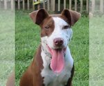 Small American Pit Bull Terrier Mix