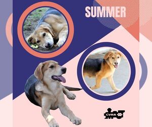 Retriever -Unknown Mix Dogs for adoption in Lindsay, CA, USA