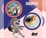 Small Retriever Mix