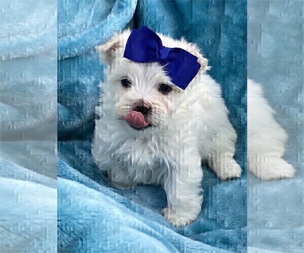 Medium Photo #5 Maltese Puppy For Sale in TAMPA, FL, USA