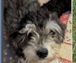 Small Photo #1 Poovanese Puppy For Sale in GOSHEN, IN, USA