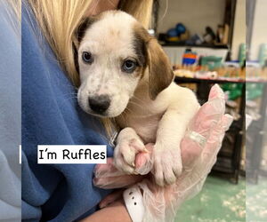 - Mix Dogs for adoption in GILBERTS, IL, USA