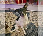 Small #1 Rat Terrier