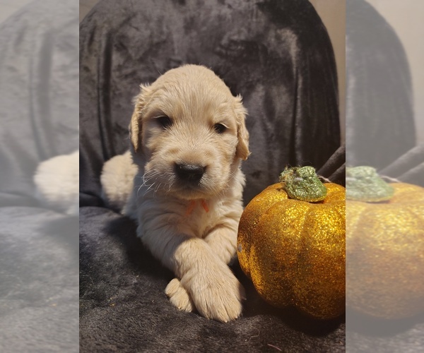Medium Photo #18 Golden Retriever Puppy For Sale in MODESTO, CA, USA