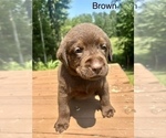 Small #1 Labrador Retriever
